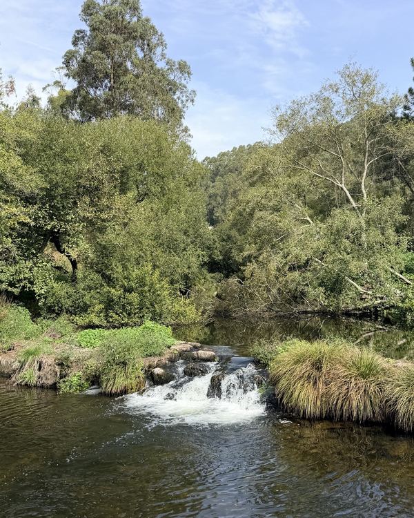 Petite cascade sur une rivière bordée d’arbres